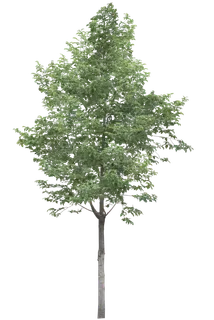 高清树木素材 免抠PSD植物素材 美术绘画园林贴图 树草灌木花草