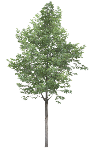 高清树木素材 免抠PSD植物素材 美术绘画园林贴图 树草灌木花草