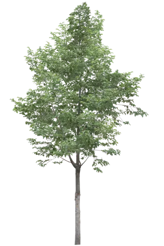 高清树木素材 免抠PSD植物素材 美术绘画园林贴图 树草灌木花草