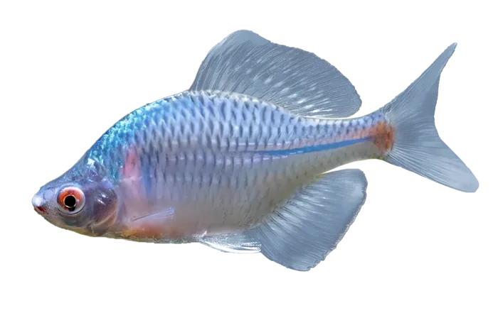 观赏小海鱼