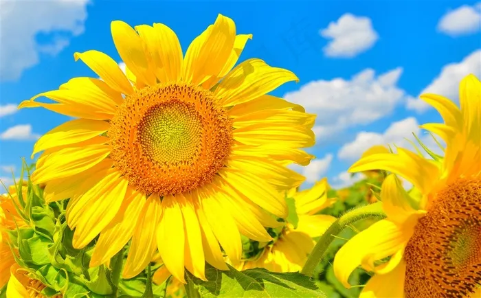 高清向日葵鲜花图片
