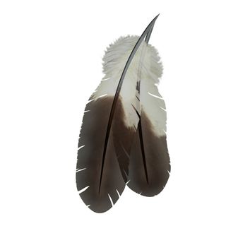 免抠羽毛摄影实物图片