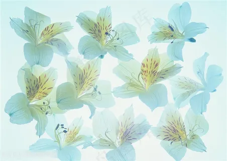 花团锦簇唯美兰花背景