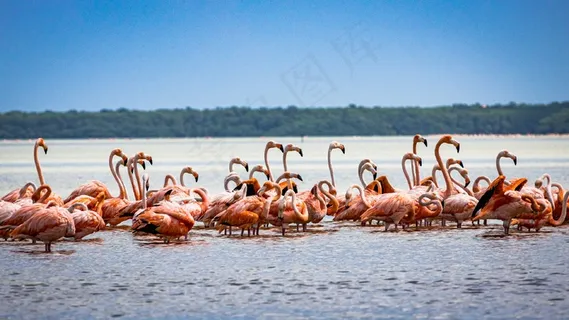 水上的一群火烈鸟图片