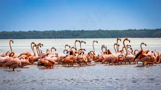 水上的一群火烈鸟图片