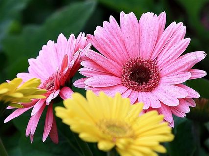 靓丽的非洲菊花卉图片