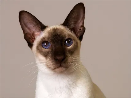 漂亮的猫咪摄影素材猫咪图片 漂亮的猫咪摄影素材猫咪图片