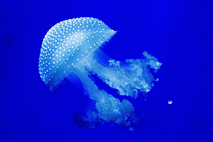 透明蓝色水母图片