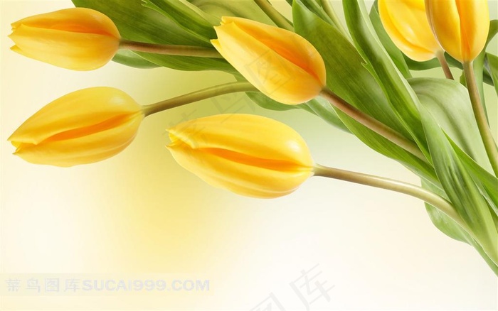 黄未开放的色郁金香