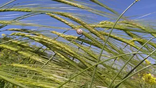 小麦麦穗摄影图片