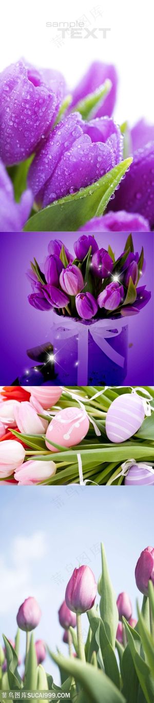 紫色郁金香鲜花摄影素材