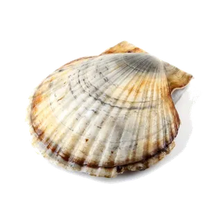 螺贝类带壳类(49)海鲜超市商品红酒白底图免抠实物摄影png格式图片透明底