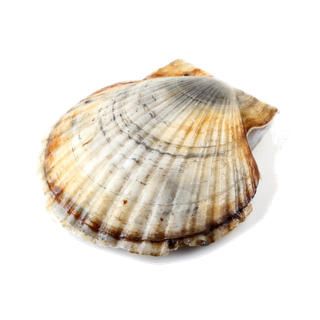 螺贝类带壳类(49)海鲜超市商品红酒白底图免抠实物摄影png格式图片透明底