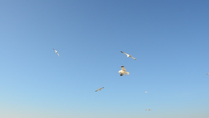 海鸥在晴朗的天空中飞翔
