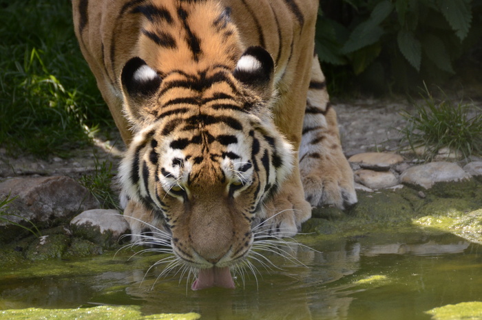 老虎动物园百兽之王虎王野生老虎动物