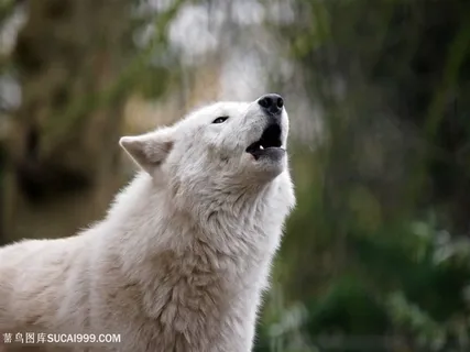 仰天嚎叫的白狼图片
