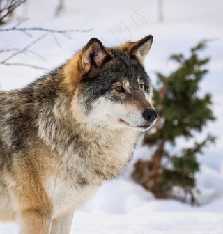 胖乎乎的狼图片