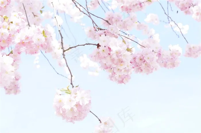 盛开的樱花树