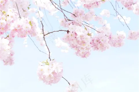 盛开的樱花树 盛开的樱花树