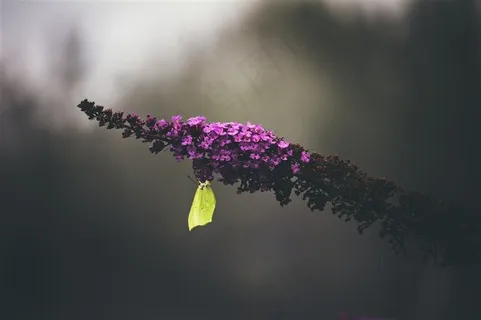 色彩斑斓的蝴蝶图