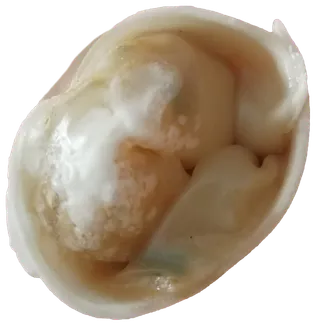 轻食饺子素肉饺蔬菜饺菌菇元宝饺免抠摄影元素素材