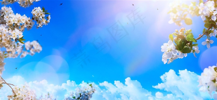 蓝色白云下的树枝上的白色花朵高清图片
