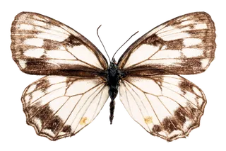 蝴蝶 彩蝶 花蝴蝶 动物 昆虫 免抠