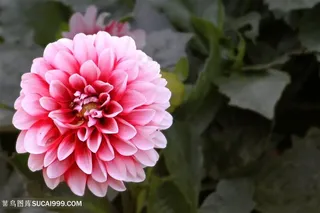 唯美盛开的粉色大丽花图片