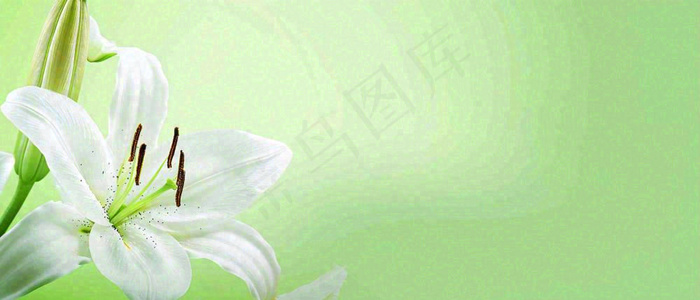 白色鲜花百合花鲜花意境简约，教师节淡雅摄影图(1680x720)