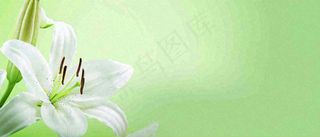 白色鲜花百合花鲜花意境简约，教师节淡雅摄影图