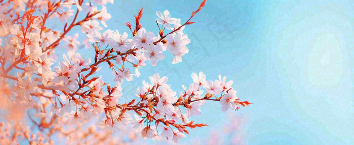 唯美粉色樱花花瓣春天浪漫梦幻蓝色，春分惊蛰摄影图(1712x704)