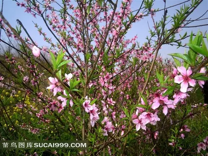 春季盛开的美丽桃花