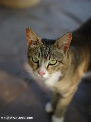 看这镜头的小猫咪图片