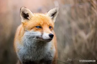 可爱橙色狐狸图片