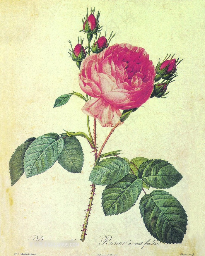 复古玫瑰花树枝插画