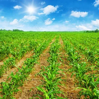 正在生长的玉米庄稼