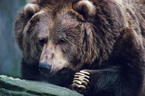 正在安静休息的熊图片