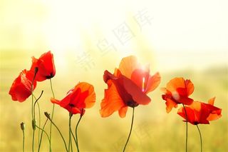 美丽的花朵景色写真