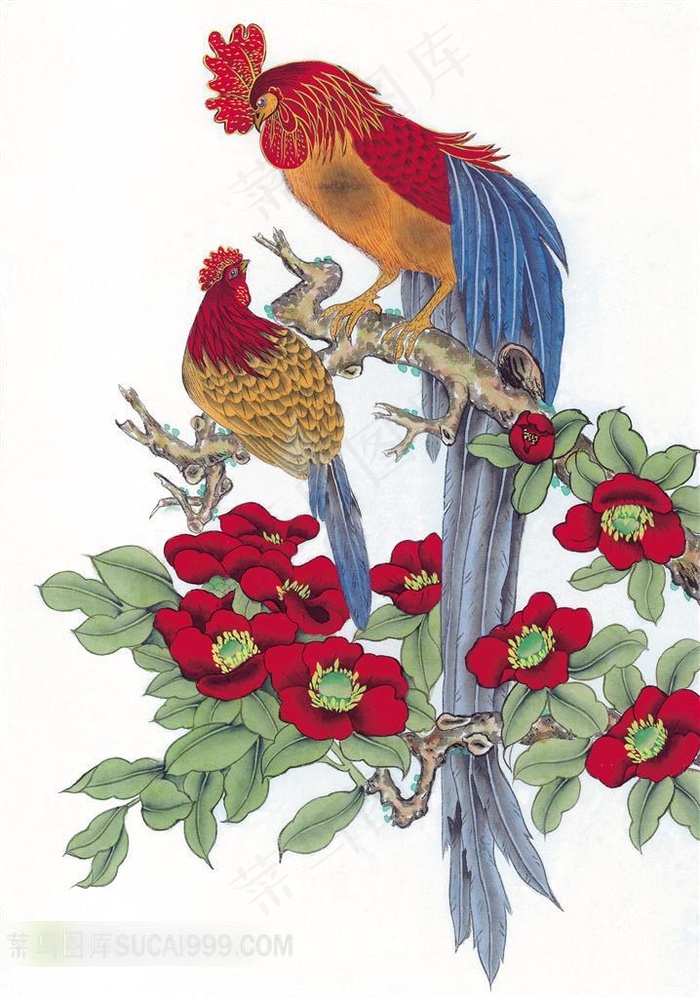 山鸡花鸟图片