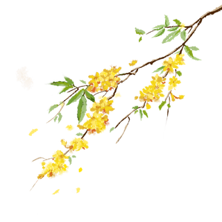 树木树枝树叶免扣素材