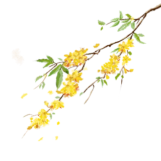 树木树枝树叶免扣素材