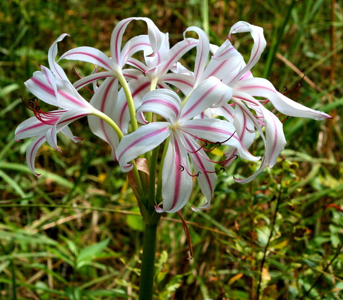 植物百合花图片