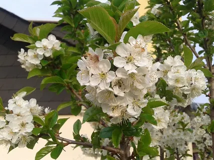 春天樱花枝白色樱花图片 春天樱花枝白色樱花图片