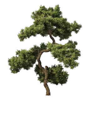 树木树枝树叶免扣素材