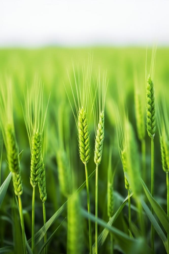 小麦麦穗稻穗摄影图素材背景