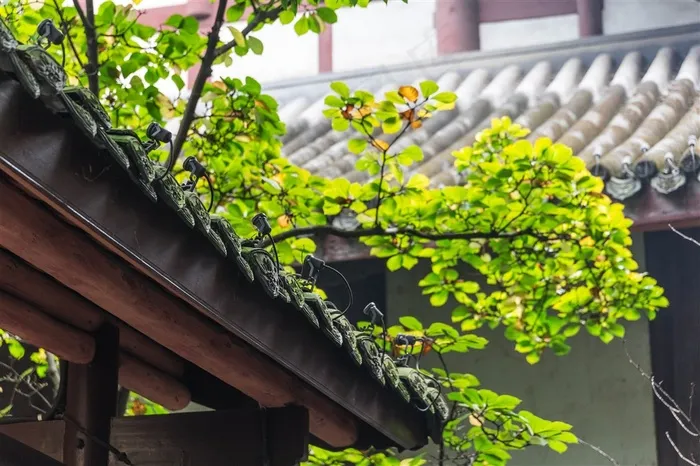 中国风园林小景拍摄