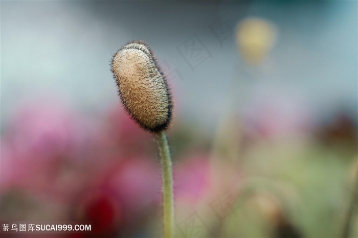 高清国外摄影植物大赛参赛作品微距花朵图片