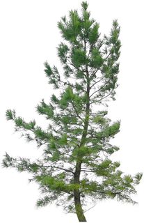 高清树木素材 免抠PSD植物素材 美术绘画园林贴图 树草灌木花草