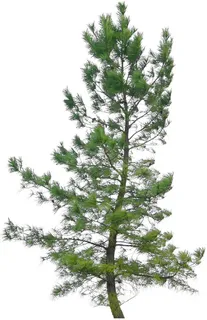 高清树木素材 免抠PSD植物素材 美术绘画园林贴图 树草灌木花草