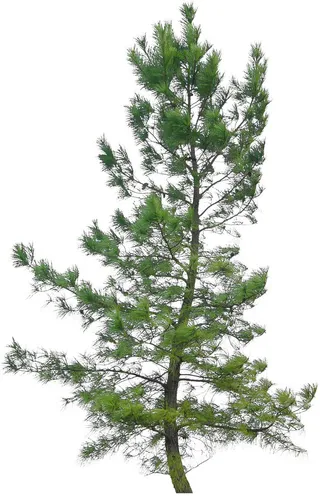 高清树木素材 免抠PSD植物素材 美术绘画园林贴图 树草灌木花草